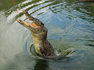 Crocodile Leaping for a Dangled Treat Photographic Poster Print