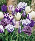 Purple Passion Mix Tulip Seed Pack by PG SEEDS Best Price
