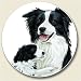 Border Collie Auto Coaster, Single Coaster for Your Car