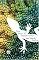 The Book of Chameleons: A Novel