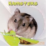 Hamsters 2009 Wall Calendar