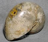 Fossil Pearlized Nautilus Shell Madagascar