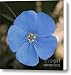 Blue Flax Flower 3 Canvas Print / Canvas Art - Artist Marjorie Imbeau