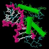 Genes and Disease - Male-Specific Diseases