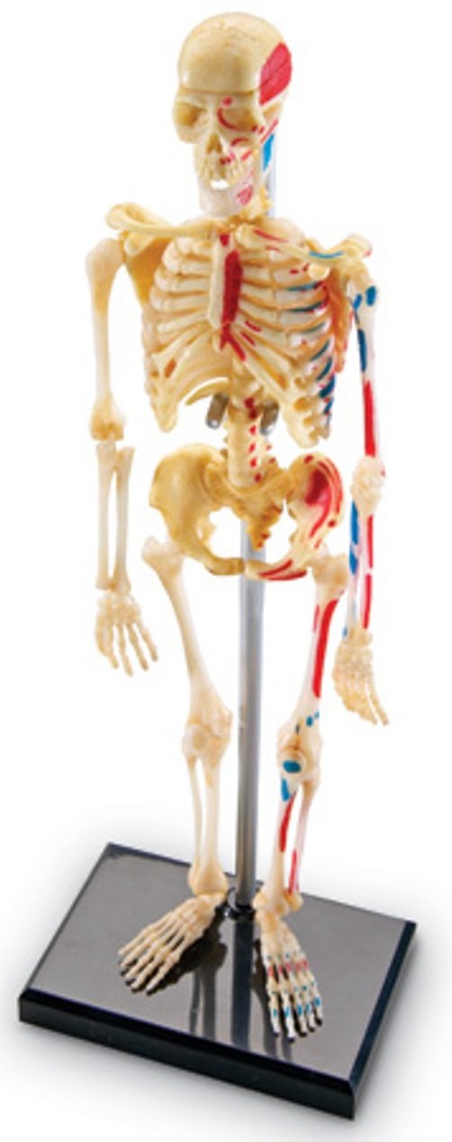 Amazon.com: Learning Resources Skeleton Model: Toys & Games