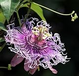 Incense Passion Flower - Passiflora - Indoors/Out!