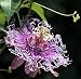 Outdoor Living : Incense Passion Flower - Passiflora - Indoors/Out!