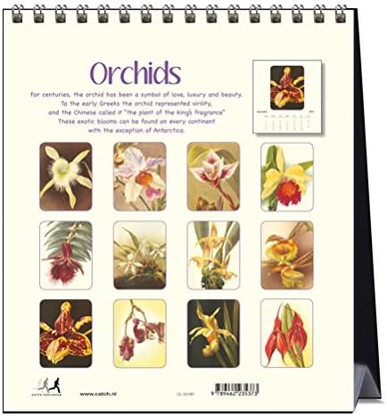Orchids (CL53187)