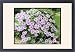 Framed Prints of Clematis Nelly Moser from Mary Evans