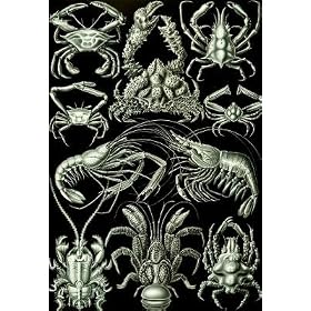 Decapoda Nature Art Print Poster by Ernst Haeckel