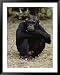 A Close-up of One of the Many Chimpanzees at Gombe Stream National Park Framed Art Poster Print by Kenneth Love, 39x49