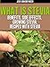 What is Stevia? - Benefits, Side Effects, Growing Stevia, Recipes with Stevia