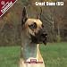 2009 Great Dane (US) Wall Calendar