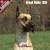 2009 Great Dane (US) Wall Calendar