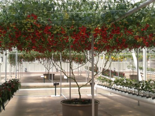 40 ITALIAN TREE TOMATO Trip-L-Crop Lycopersicon Lycopersicum Fruit Vegetable Seeds