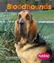 Bloodhounds (Dogs (Pebble))
