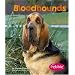Bloodhounds (Dogs (Pebble))