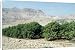Canvas Prints of AL-1829 Avocado Tree - tree plantatin from Ardea Wildlife Pets