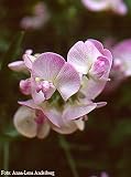 Perennial Sweet Pea Vine 4 Plants - Lathyrus latifolia