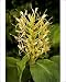 Photographic Prints of Kahili Ginger or Ginger Lily from Ardea Wildlife Pets