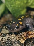A Captive Spotted Salamander National Geographic Collection Photographic Poster Print by Roy Toft, 48x64