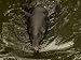 Malayan Tapir at the Omaha Zoo, Nebraska Photographic Poster Print by Joel Sartore, 1...