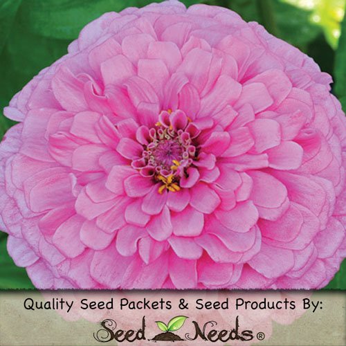 Package of 250 Seeds, Dahlia Flowered Zinnia - Giant Bright Pink (Zinnia elegans) Non-GMO Seeds by Seed Needs Package of 250 Seeds, Dahlia Flowered Zinnia - Giant Bright Pink (Zinnia elegans) Non-GMO Seeds by Seed Needs