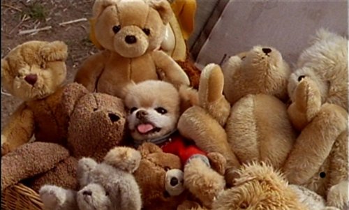 Mr.ウィンクル 世界一かわいい犬の大冒険 [DVD]