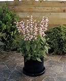 Amazon / Hirts: Seed; Salvia: Summer Jewel Pink Salvia 30 Seeds - 2011 All-America Selections Winner