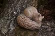 Sleeping Squirrel Statuary