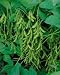 BeSweet 292 Soybean Seeds - Glycine Max - 10 Grams - Approx 25 Gardening Seeds - Vegetable Garden Seed