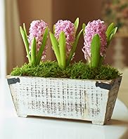 Bulb Trio Trough