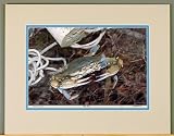 Blue Crab   Mister Jimmy   Fine Art Cotton Print Matted 18x24