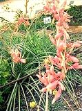 Red Yucca 15 Seeds - Hesperaloe - Tropical