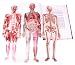 Fold Out Atlas of the Human Body: Three Dimensional Illustrated Replica of the Body with Movable Parts That Show How the Body Works