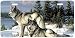 Watchful Pause - Wolves - Wildlife Art Print - License Plate Tag By Hautman Brothers ...