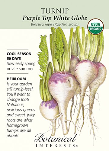 Turnip Purple Top White Globe Organic Seed Turnip Purple Top White Globe Organic Seed