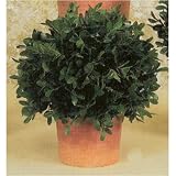 10 EVERGREEN BUXUS BALL TOPIARY 2PC.