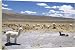 Kitchen & Housewares : Domesticated alpacas grazing on altiplano - 40 Inch Canvas Print (101 cm) by Robert Harding