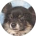 from Fridge Magnets Black Chihuahua Dog Fridge Magnet Stocking Filler, Ref:AD-CH3FM