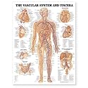 The Vascular System and Viscera