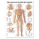 The Vascular