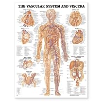 The Vascular System and Viscera