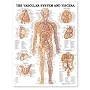 The Vascular System and Viscera
