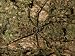A Well Camouflaged Large Huntsman Spider, Heteropoda Species Photographic Poster Print, 24x18
