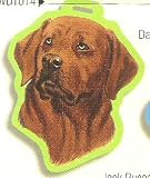 Chocolate Labrador Luggage Tag