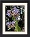 Framed Prints of Borage in flower from Ros Drinkwater