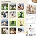 French Bulldogs 2016 Calendar