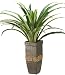 Dracaean In Square Wooden Planter