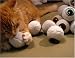 Pet Supplies : Eyeball Catnip-infused Cat Toys